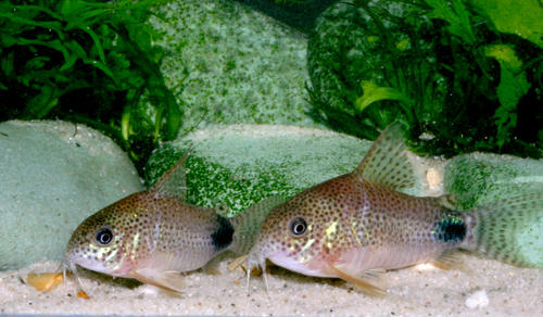Corydoras caudimaculatus
