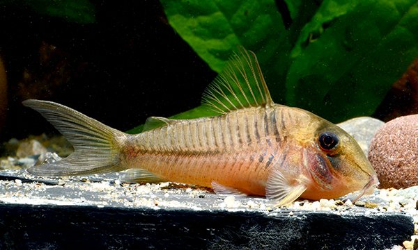 Corydoras sp.  CW164