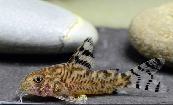 Corydoras sp. CW173