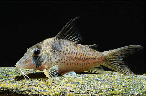 Corydoras sp. CW174