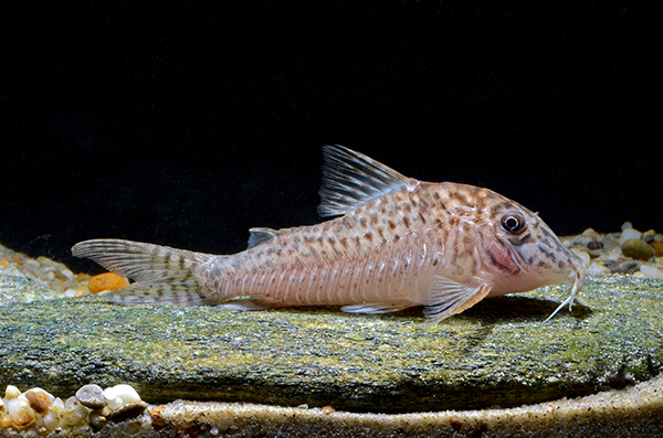 Corydoras sp. CW175