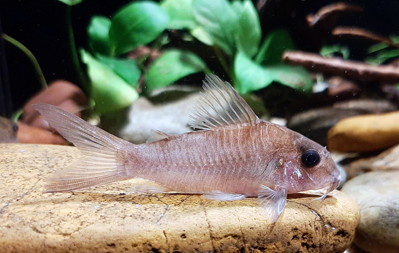 Corydoras sp. CW180