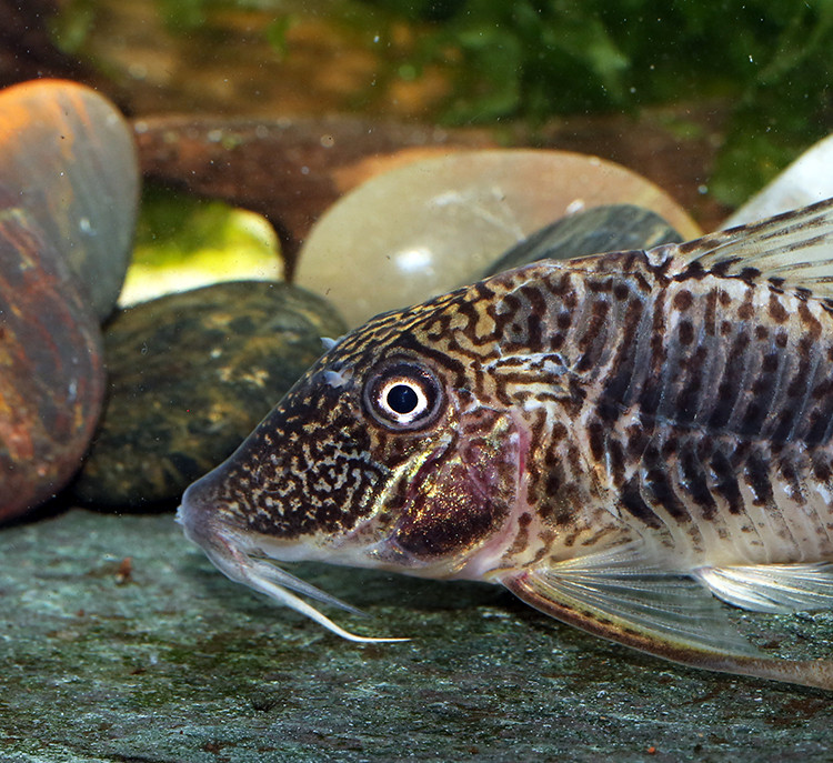 Corydoras