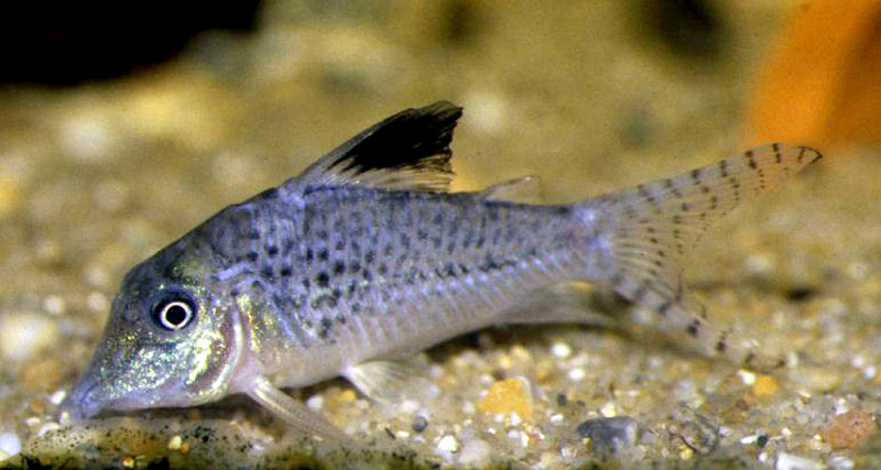 Corydoras acutus