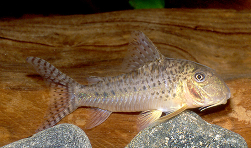 Corydoras areio