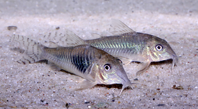 Corydoras aurofrenatus