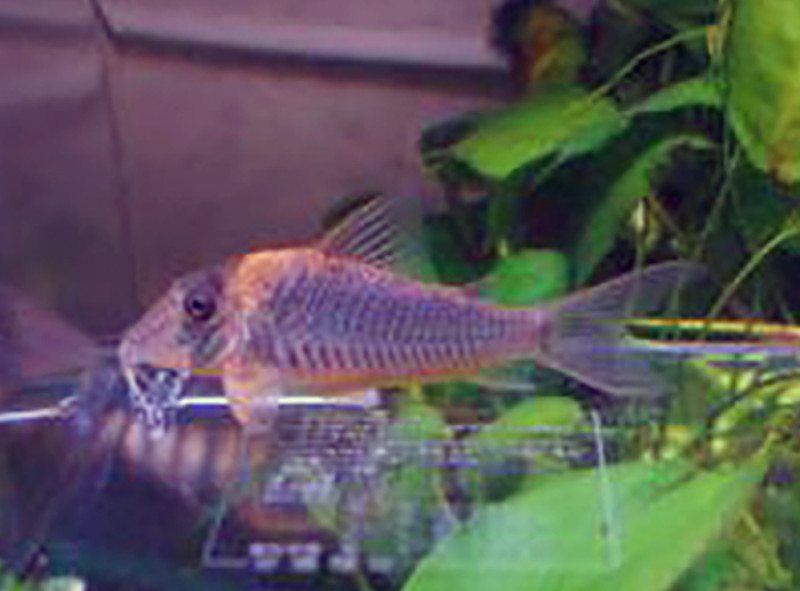 Corydoras caramater