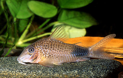 Corydoras ourastigma collected from the type locallity by Hans-Georg Evers. Picture courtesy: Hans-Georg Evers