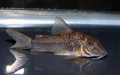 Corydoras sarareensis