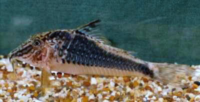 Corydoras semiaquilus