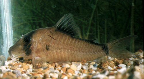 Corydoras simulatus