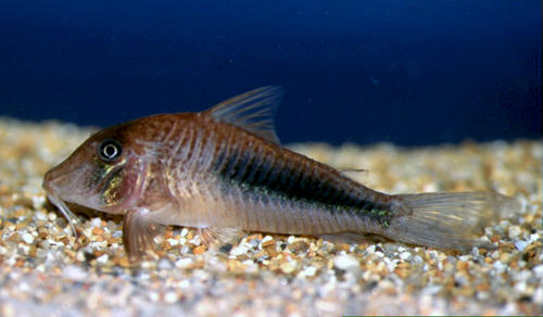 Corydoras solox