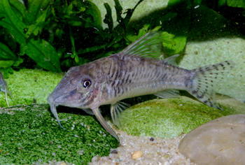 Corydoras sp. CW005