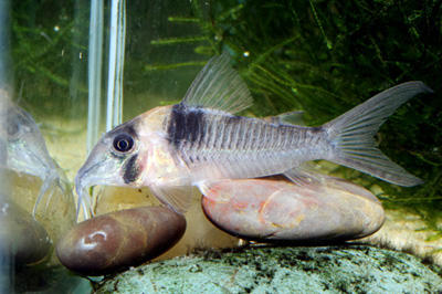 Corydoras sp. CW075