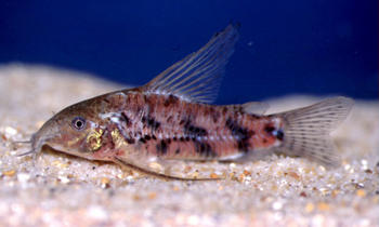 Scleromystax macropterus