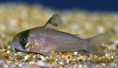 Corydoras species C139 female.Picture courtesy Ian Fuller