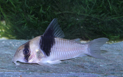 Picture courtesy: Ian Fuller. Corydoras sp CW049 adult female