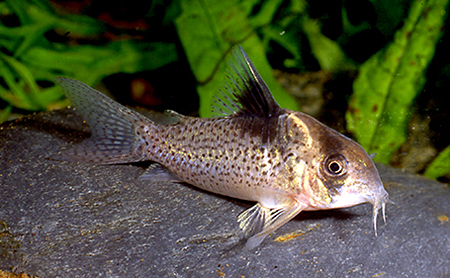 Image Courtesy Hans-Georg Evers. C. brevisostris from Potaro, Guiana.