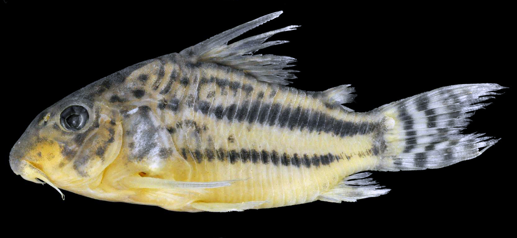 C. pavanelliae holotype. Image courtesy Celso Ikedo.