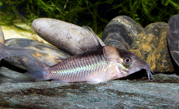 Adult female. Image Ian Fuller