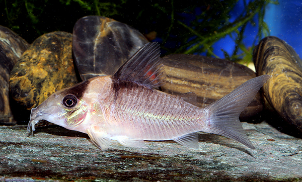 Adult female. Image Ian Fuller.