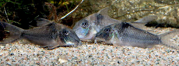 Adult group. Image Oliver lucanus.