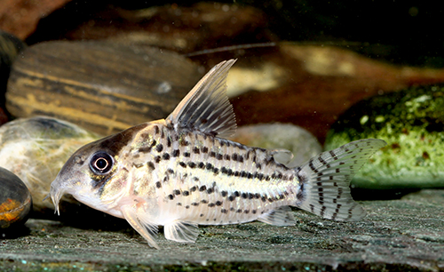 Hoplisoma schwartzi