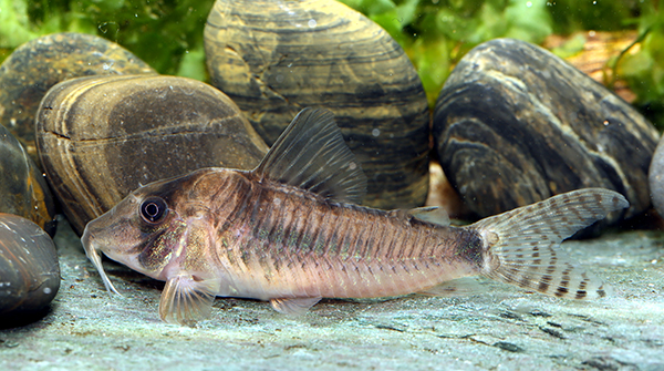 C. simulatus female. Image Ian Fuller.