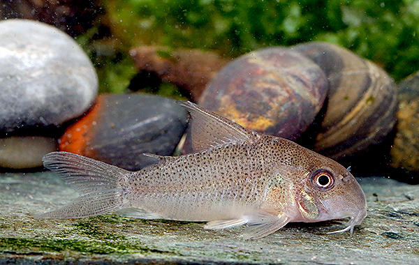 C. sp. CW015 adult female. Image Ian Fuller.