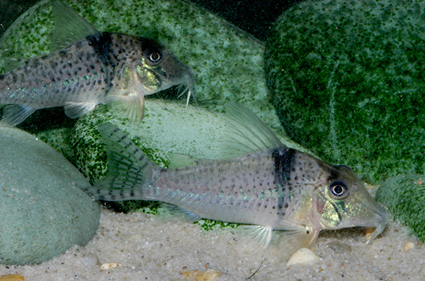 Adult pair. Image courtesy Ian Fuller.