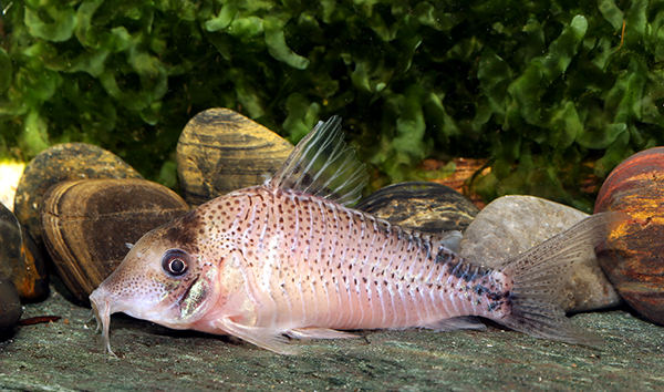 Adult female. Ina Fuller.