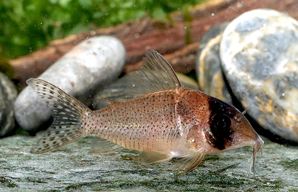 Adult female. Image Ian Fuller