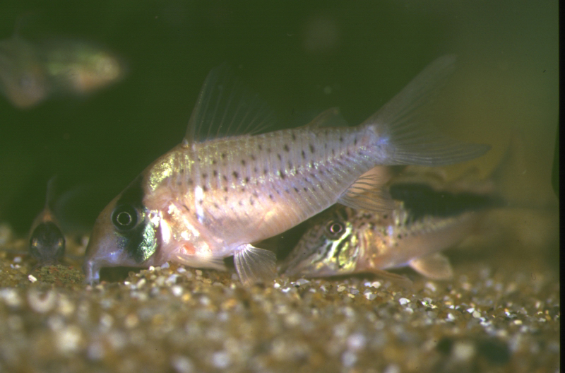 Adult female. Image Ian Fuller