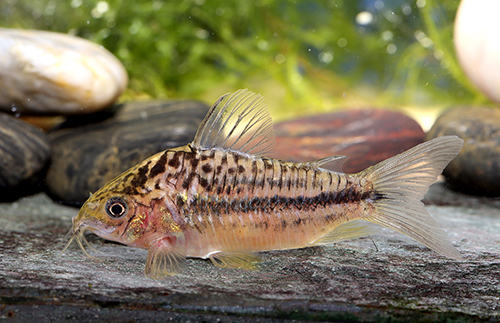 Adult male. Image Ian Fuller.