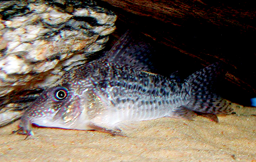 Corydoras sp. CW156