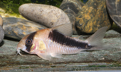 CW107 adult female. Image courtesy Ian Fuller