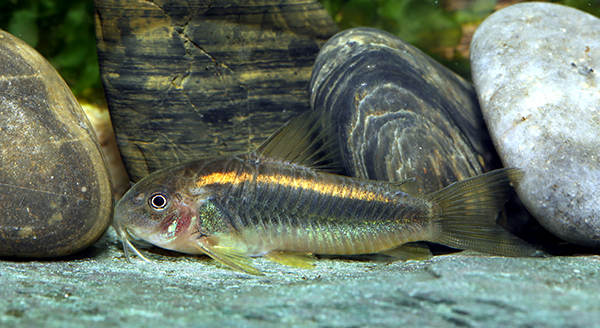 Adult male. Image Ian Fuller.