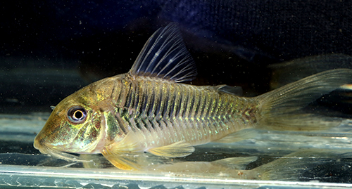 Corydoras sp. CW080