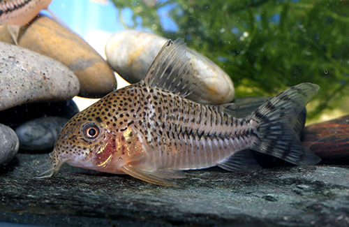 Adult male. Image Ian Fuller.