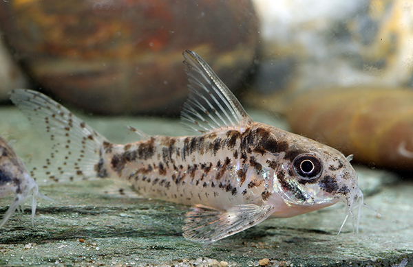 Adult female. Image Ian Fuller.