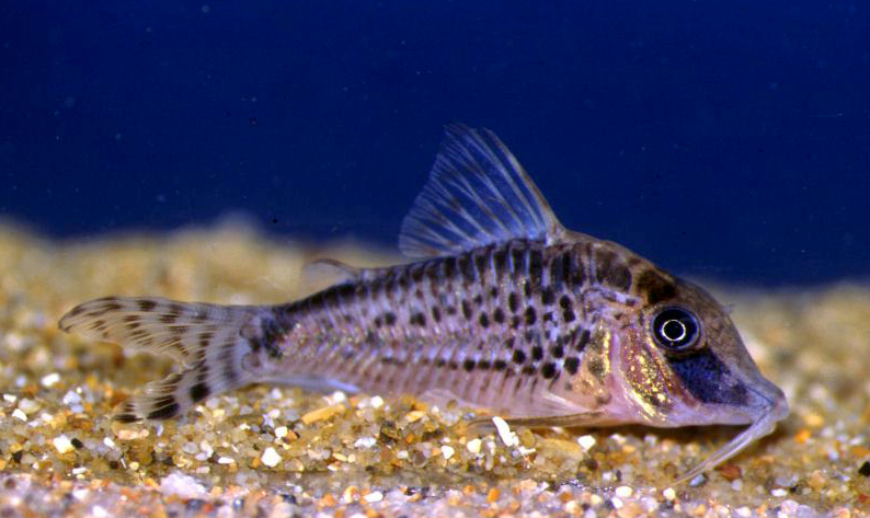 Corydoras sp. CW120