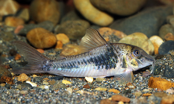 Corydoras sp. CW124