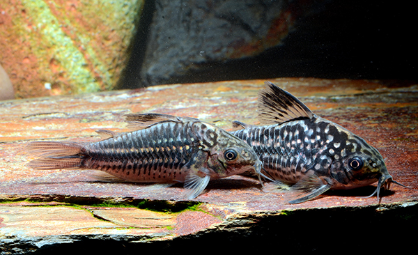 Adult pair. Image courtesy Hans-Georg Evers.