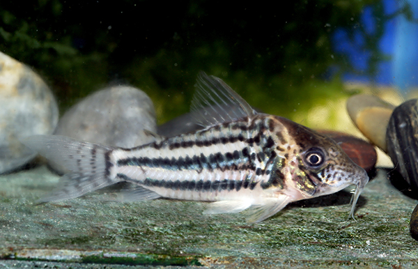 Adult male. Image courtesy Ian Fuller.