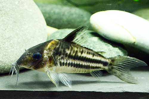 Adult male. Image courtesy Rob McLure.