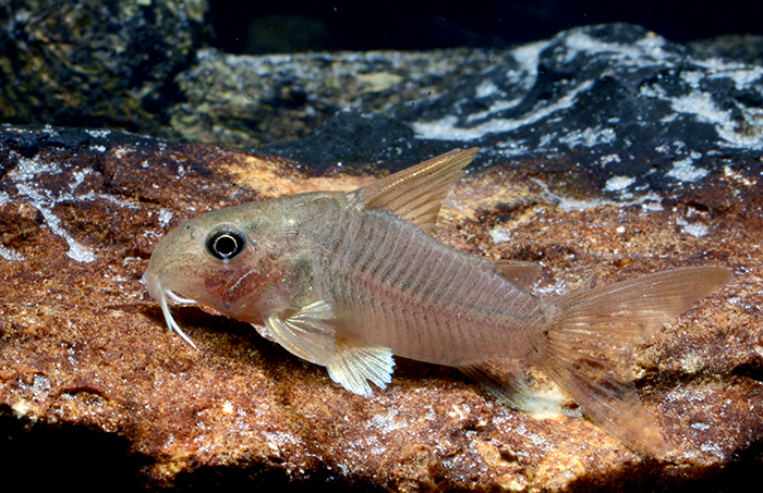 Corydoras sp. CW152. Image Courtesy Hans-Georg Evers.