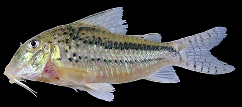 Corydoras zawadzkii