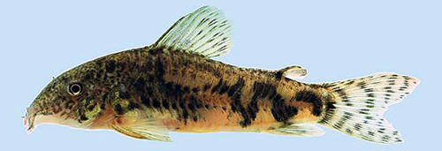 Adult female. Image Clayton Fukakusa & Luiz Malabarba