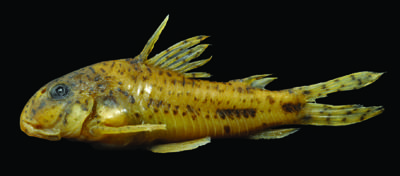 Picture courtesy: Corydoras lymnades, holotype, MNRJ 40186.