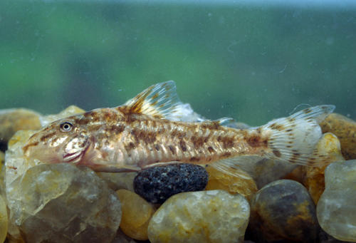 Aspidoras belenos, topotype. Picture courtesy: Cristiano Moreira